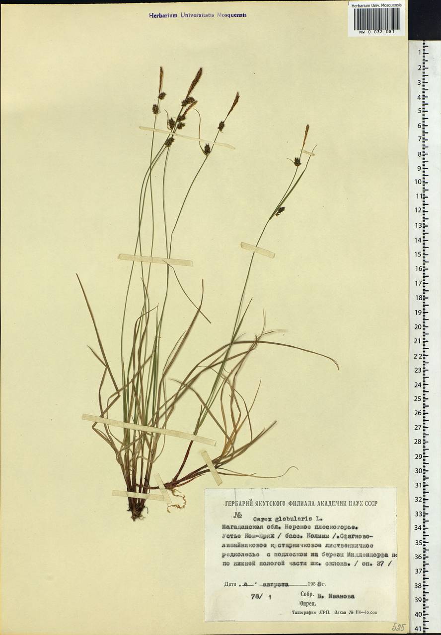 Carex globularis L., Siberia, Chukotka & Kamchatka (S7) (Russia)