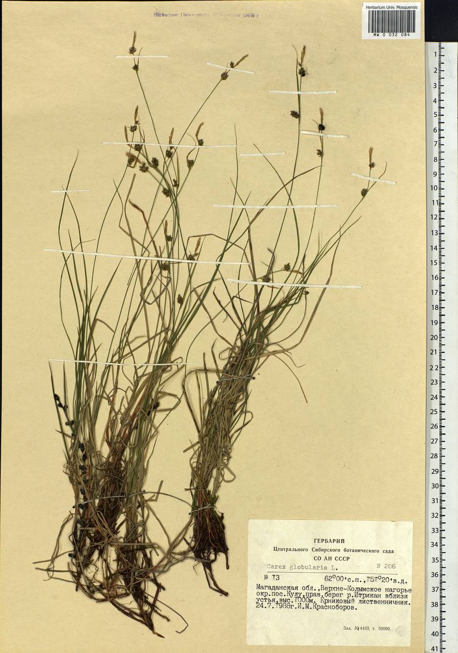 Carex globularis L., Siberia, Chukotka & Kamchatka (S7) (Russia)