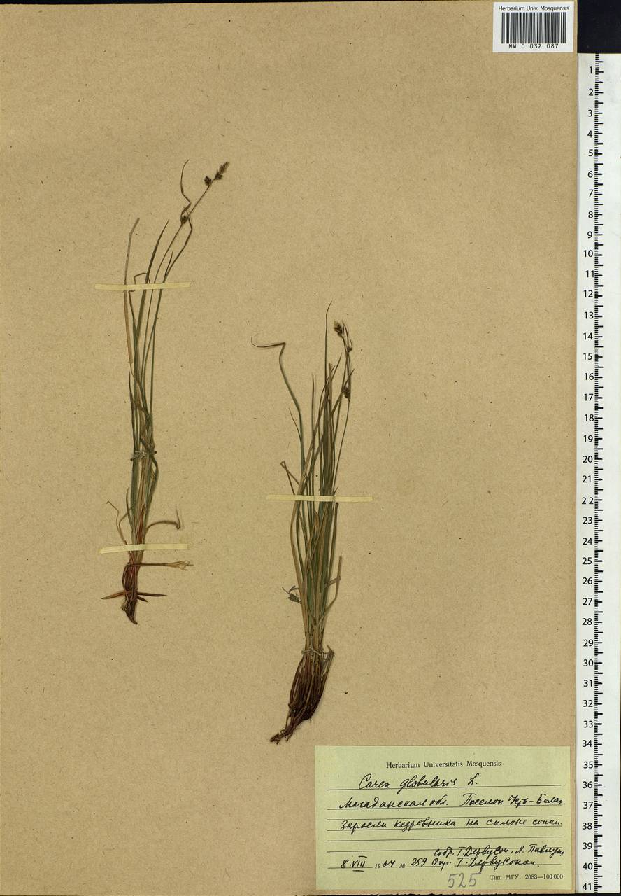 Carex globularis L., Siberia, Chukotka & Kamchatka (S7) (Russia)
