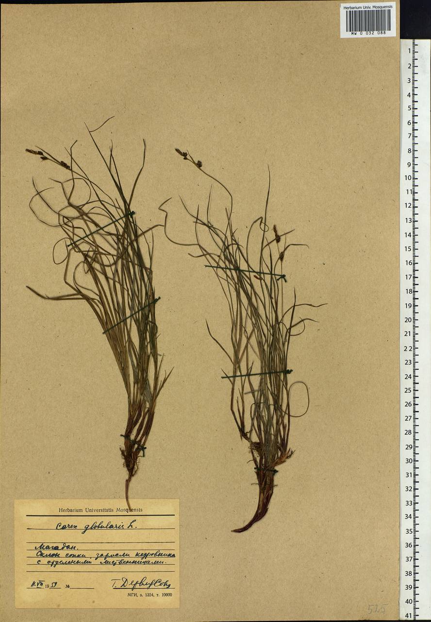 Carex globularis L., Siberia, Chukotka & Kamchatka (S7) (Russia)