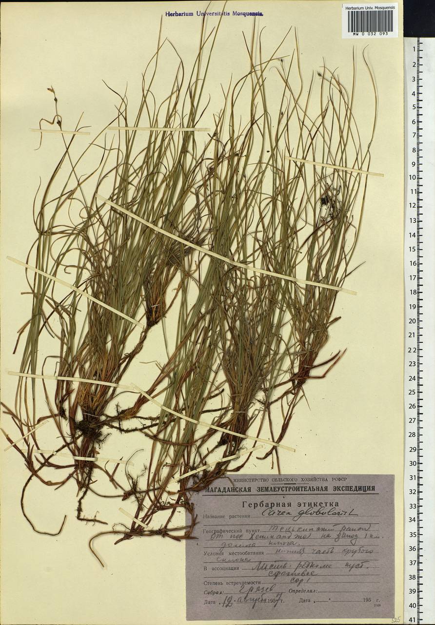 Carex globularis L., Siberia, Russian Far East (S6) (Russia)