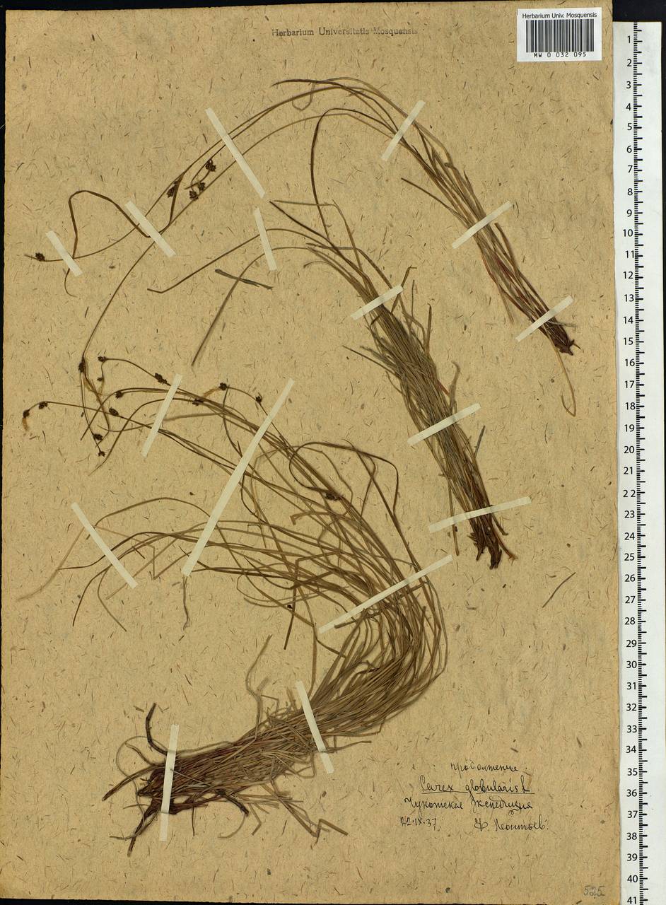 Carex globularis L., Siberia, Chukotka & Kamchatka (S7) (Russia)