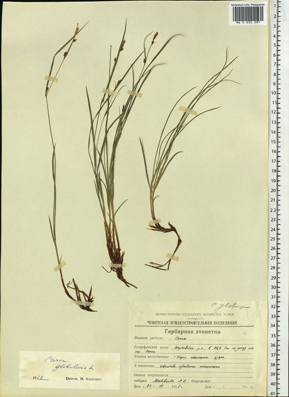 Carex globularis L., Siberia, Chukotka & Kamchatka (S7) (Russia)