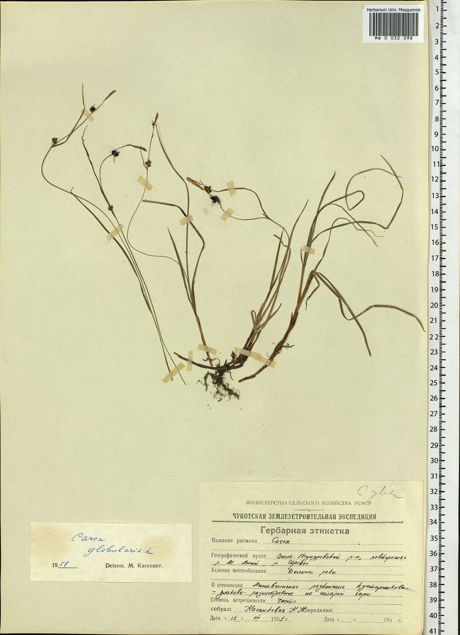 Carex globularis L., Siberia, Chukotka & Kamchatka (S7) (Russia)