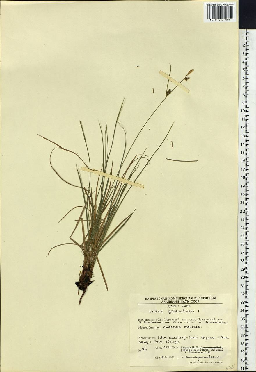 Carex globularis L., Siberia, Chukotka & Kamchatka (S7) (Russia)