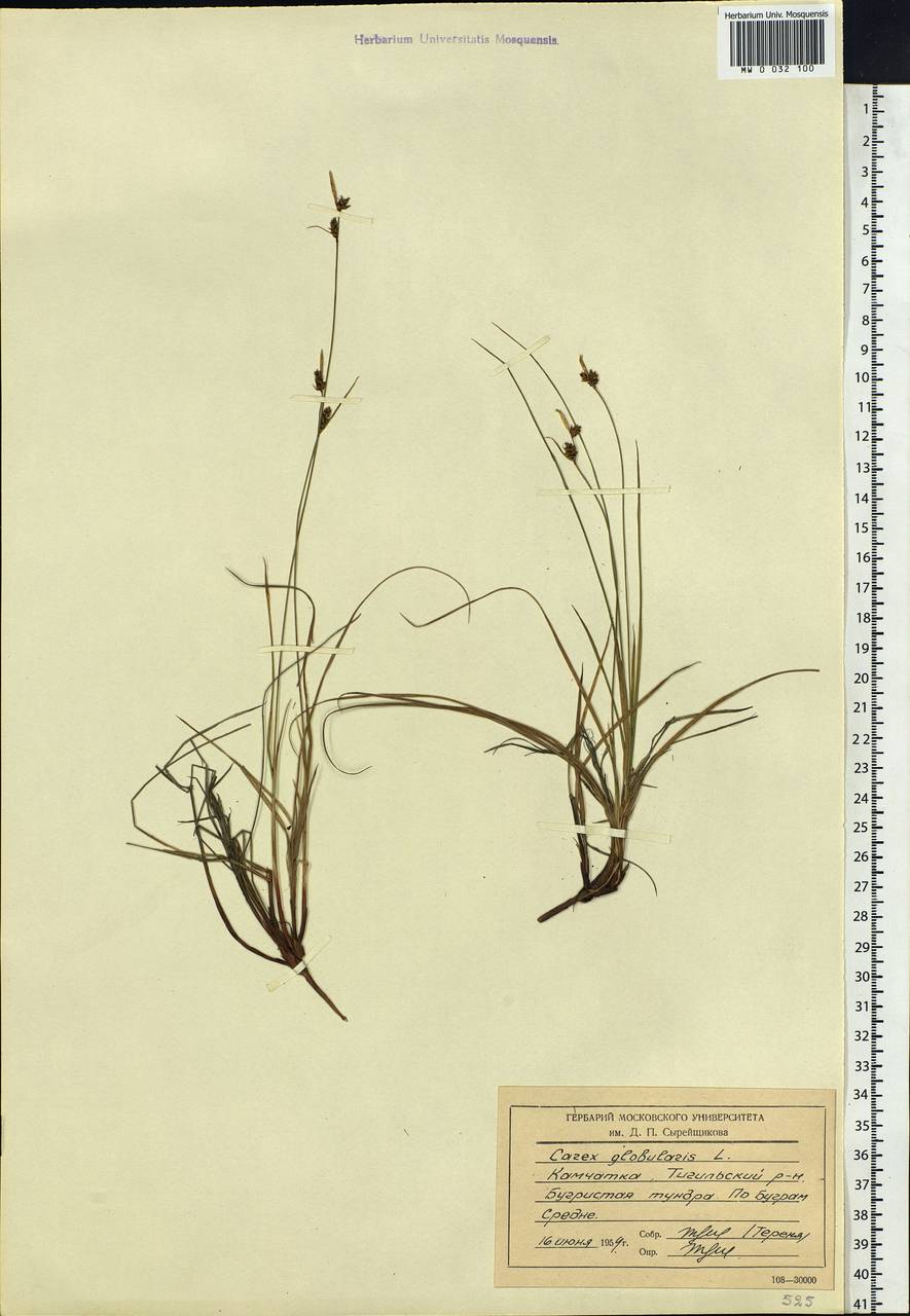 Carex globularis L., Siberia, Chukotka & Kamchatka (S7) (Russia)