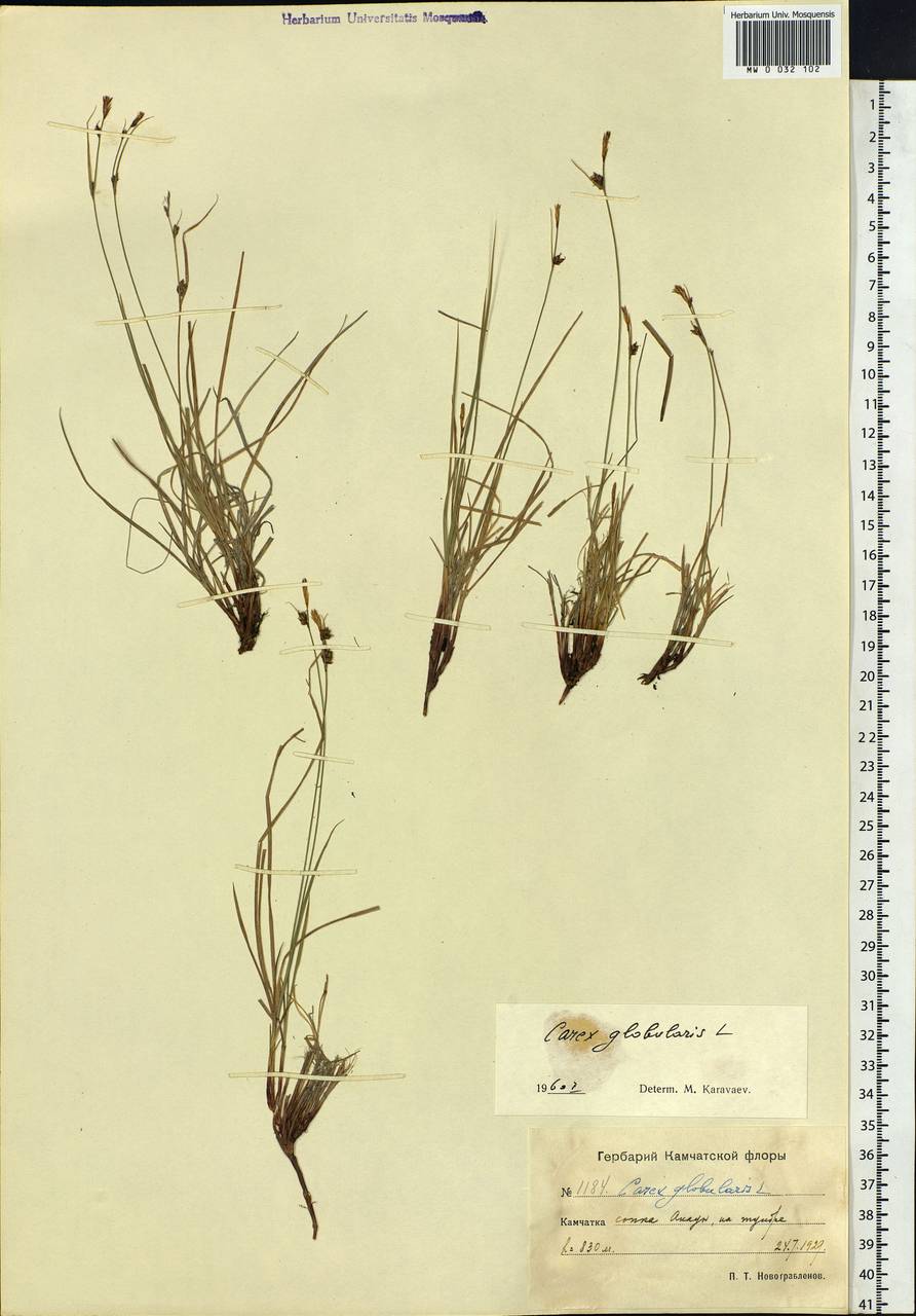 Carex globularis L., Siberia, Chukotka & Kamchatka (S7) (Russia)