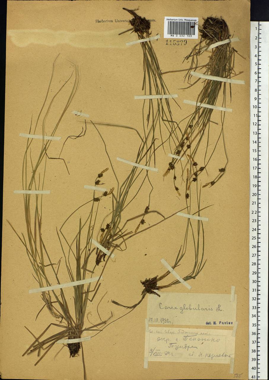 Carex globularis L., Siberia, Chukotka & Kamchatka (S7) (Russia)
