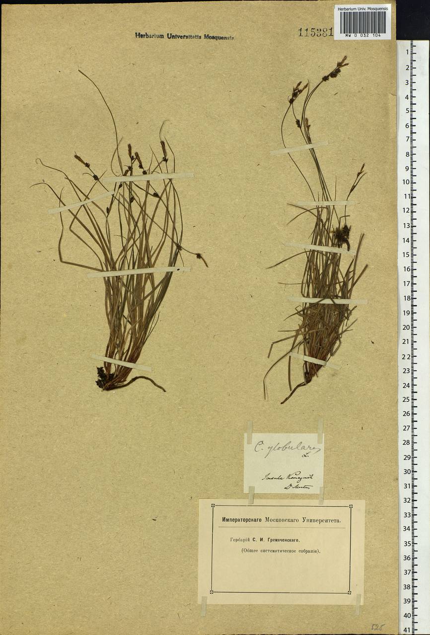 Carex globularis L., Siberia, Chukotka & Kamchatka (S7) (Russia)