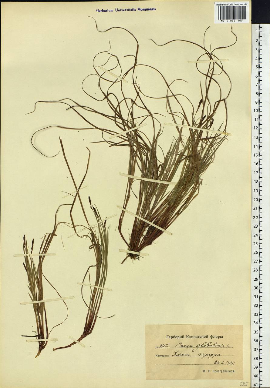 Carex globularis L., Siberia, Chukotka & Kamchatka (S7) (Russia)