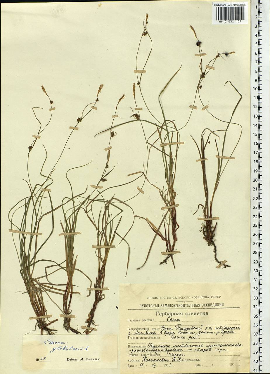 Carex globularis L., Siberia, Chukotka & Kamchatka (S7) (Russia)