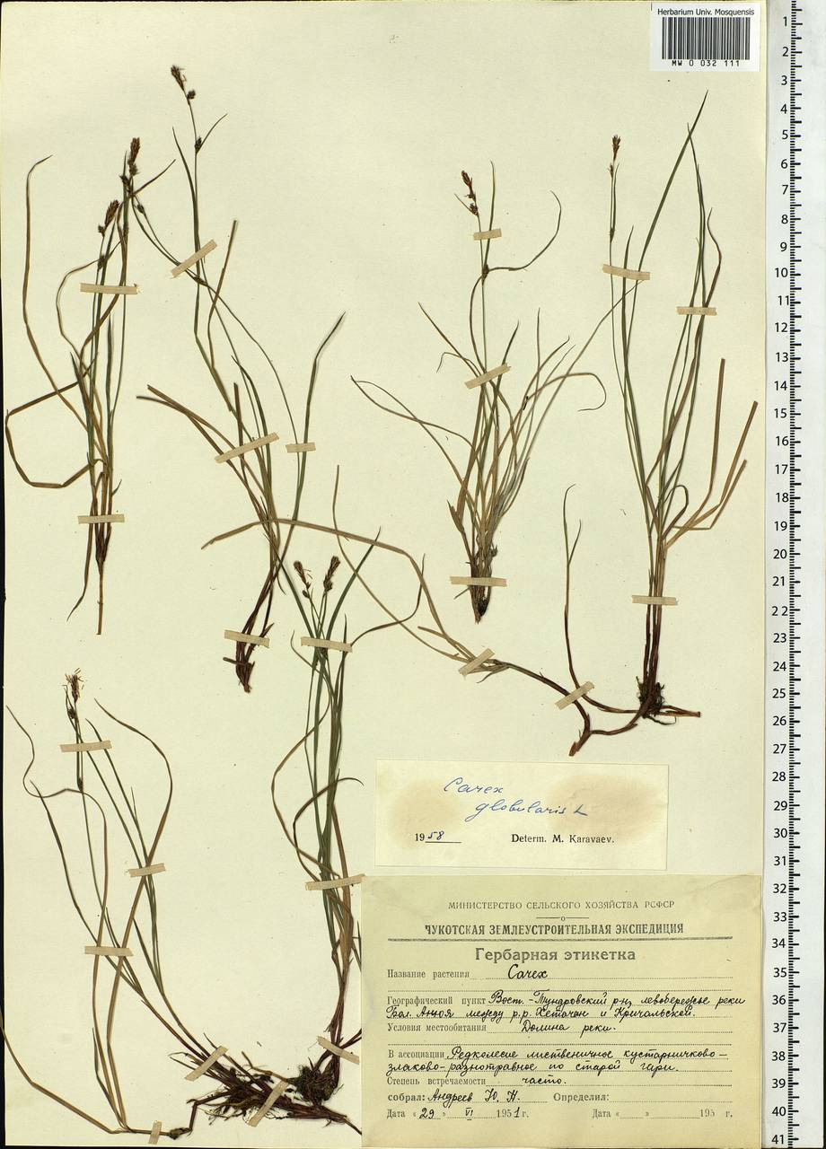 Carex globularis L., Siberia, Chukotka & Kamchatka (S7) (Russia)