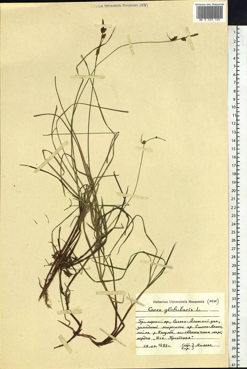 Carex globularis L., Siberia, Russian Far East (S6) (Russia)