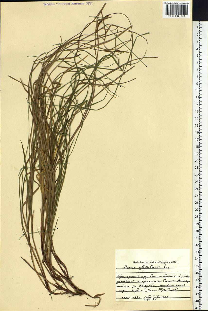Carex globularis L., Siberia, Russian Far East (S6) (Russia)
