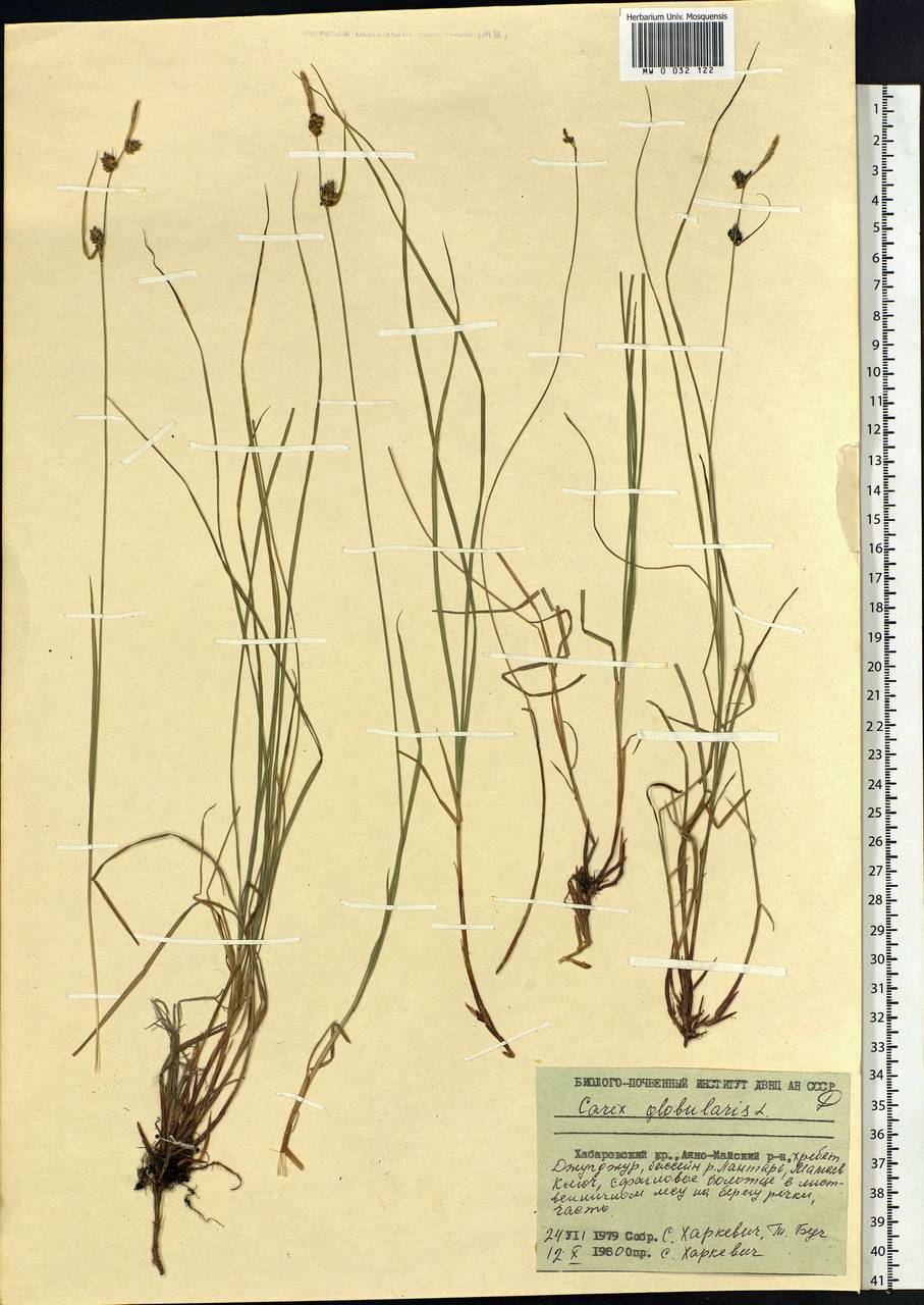 Carex globularis L., Siberia, Russian Far East (S6) (Russia)