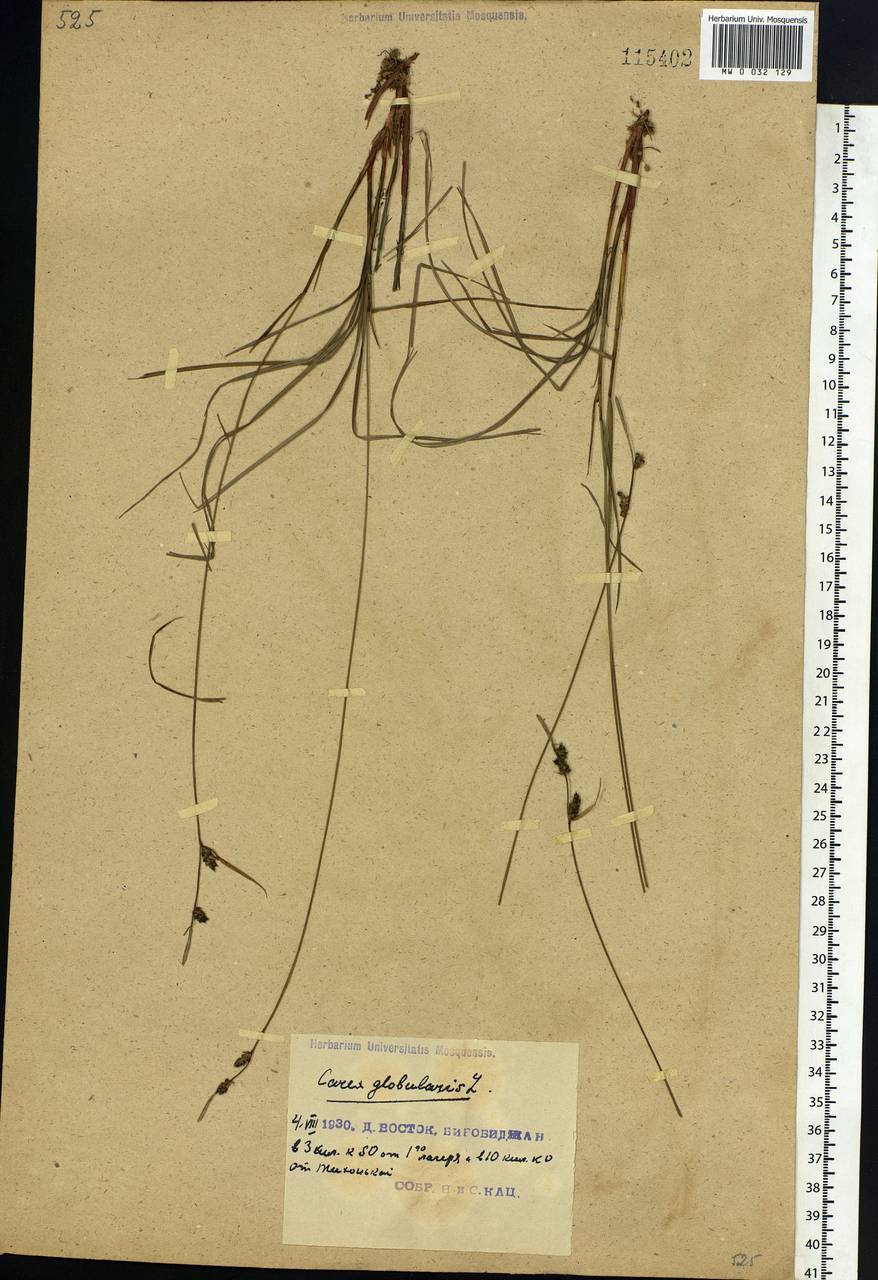 Carex globularis L., Siberia, Russian Far East (S6) (Russia)