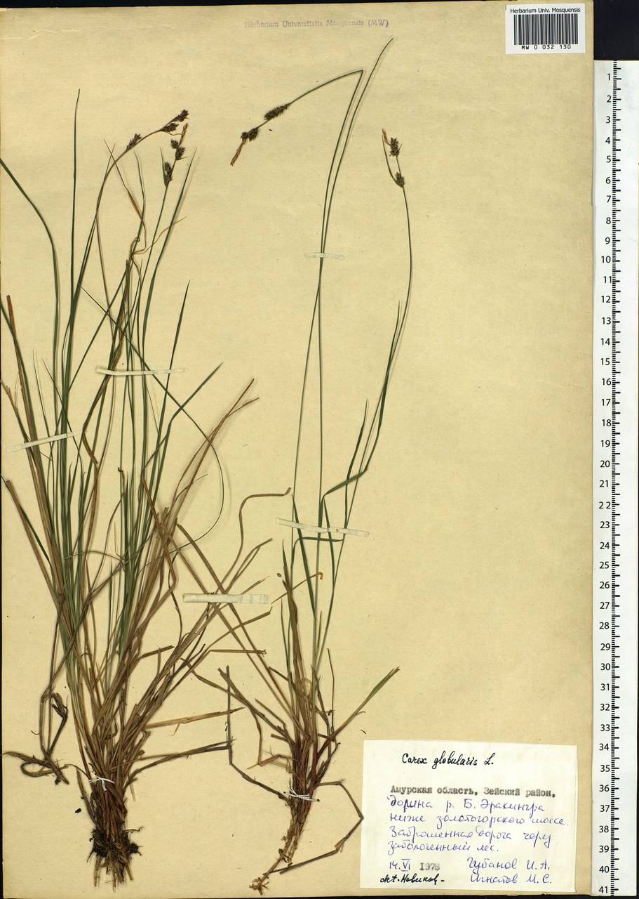 Carex globularis L., Siberia, Russian Far East (S6) (Russia)