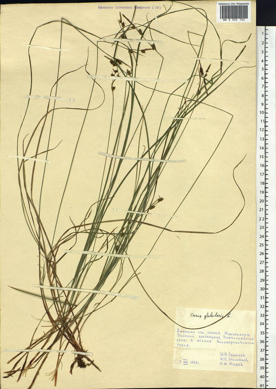 Carex globularis L., Siberia, Russian Far East (S6) (Russia)