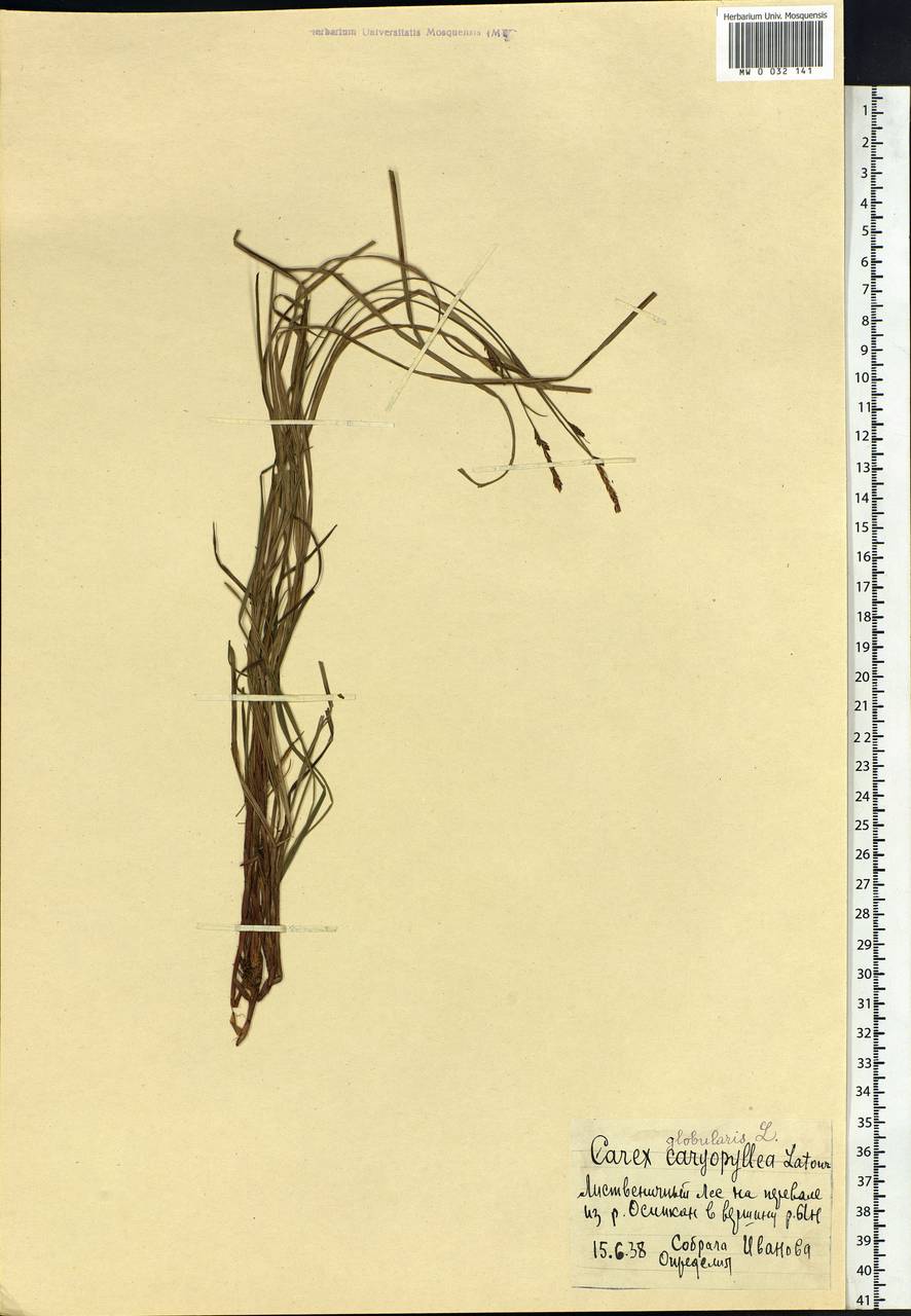 Carex globularis L., Siberia, Russian Far East (S6) (Russia)