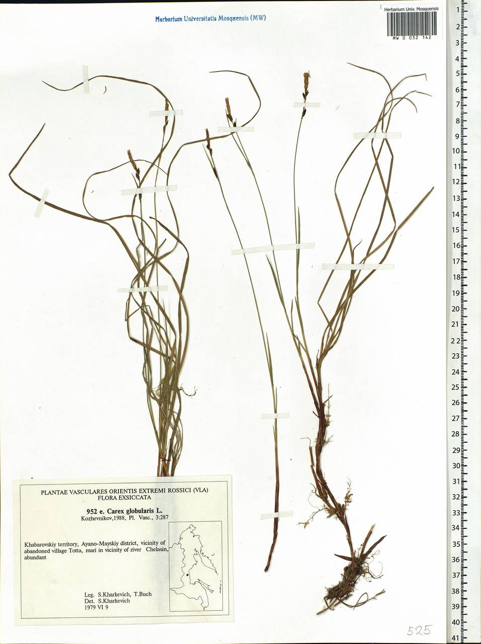 Carex globularis L., Siberia, Russian Far East (S6) (Russia)