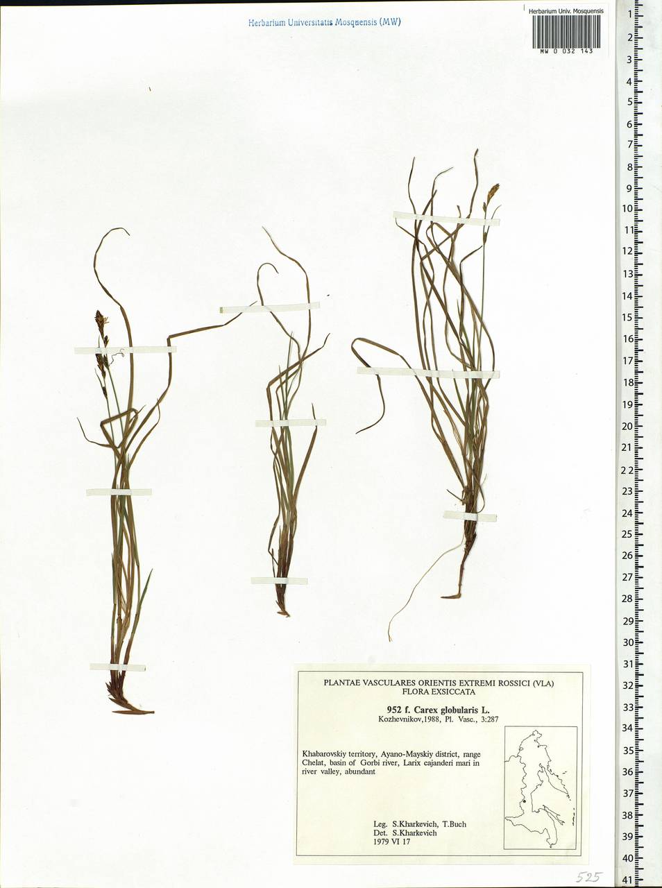Carex globularis L., Siberia, Russian Far East (S6) (Russia)