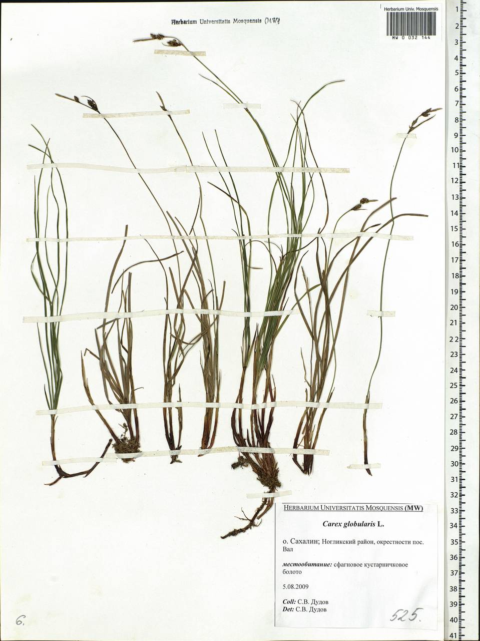 Carex globularis L., Siberia, Russian Far East (S6) (Russia)