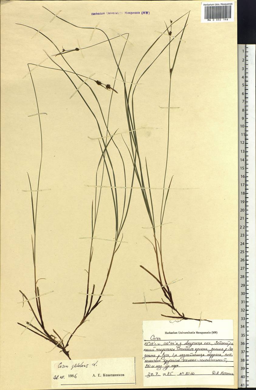 Carex globularis L., Siberia, Russian Far East (S6) (Russia)