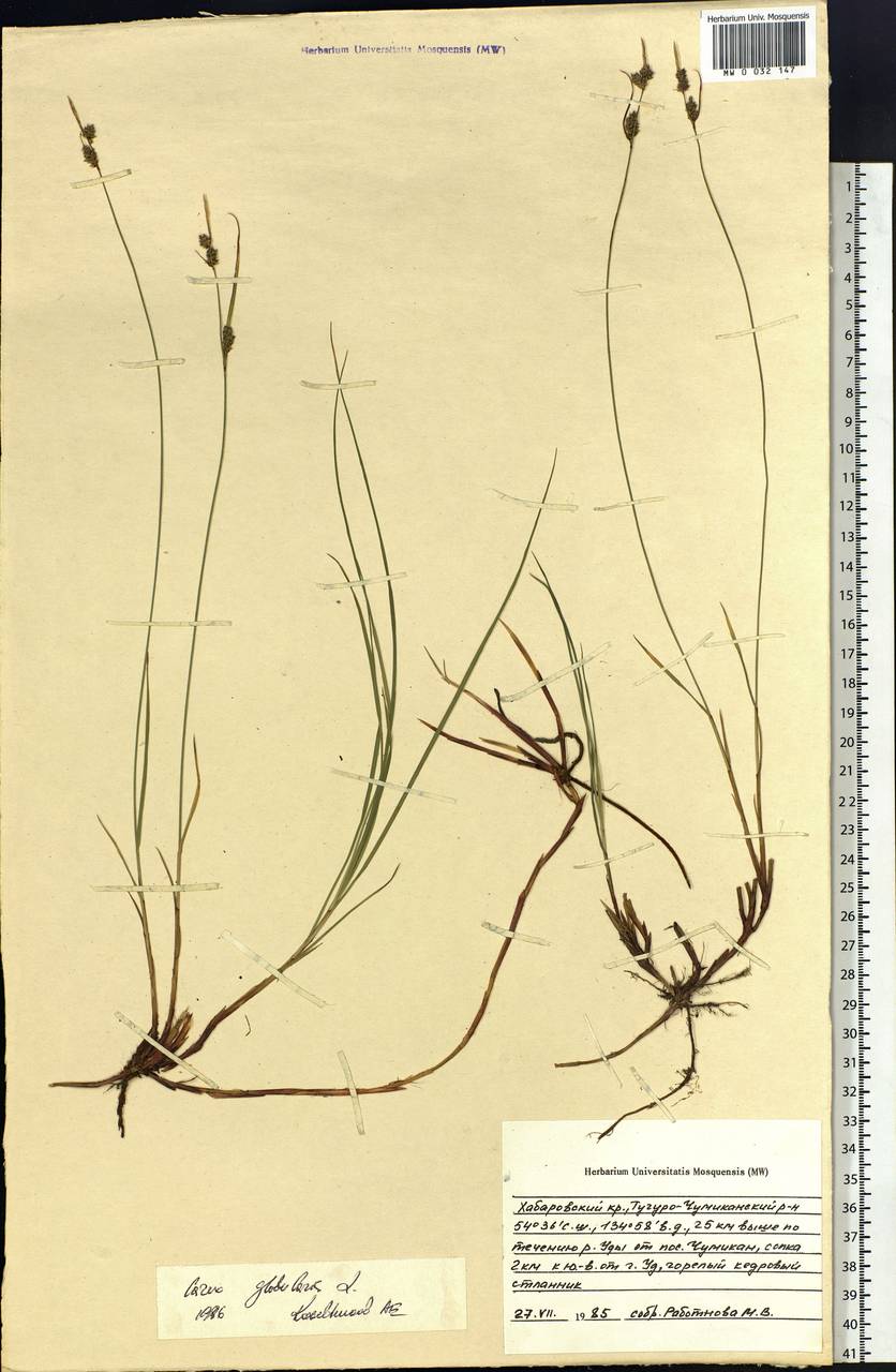 Carex globularis L., Siberia, Russian Far East (S6) (Russia)