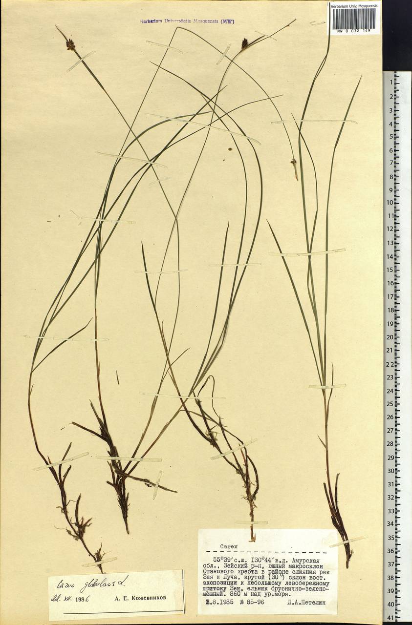 Carex globularis L., Siberia, Russian Far East (S6) (Russia)
