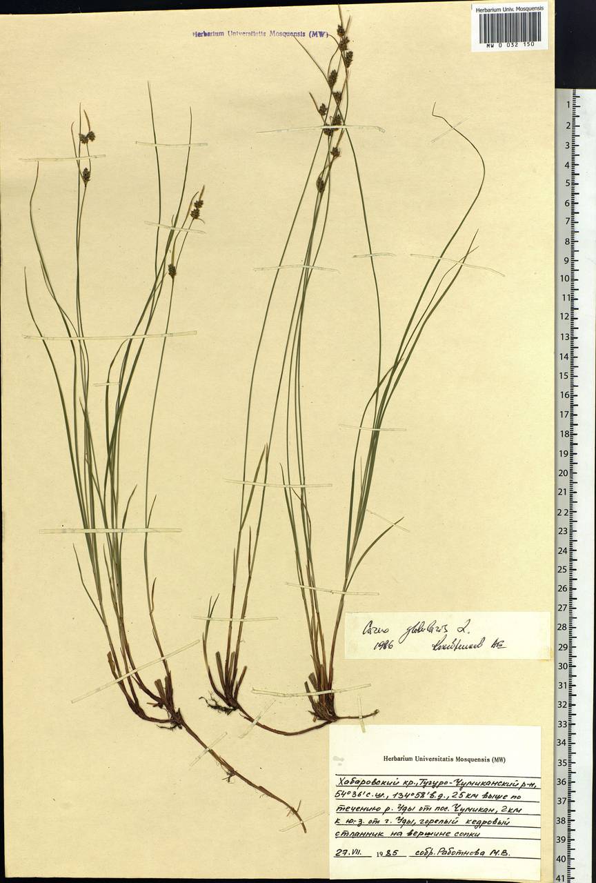 Carex globularis L., Siberia, Russian Far East (S6) (Russia)