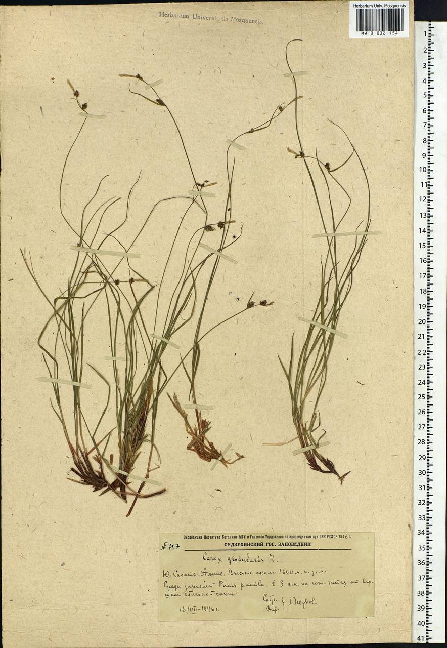 Carex globularis L., Siberia, Russian Far East (S6) (Russia)