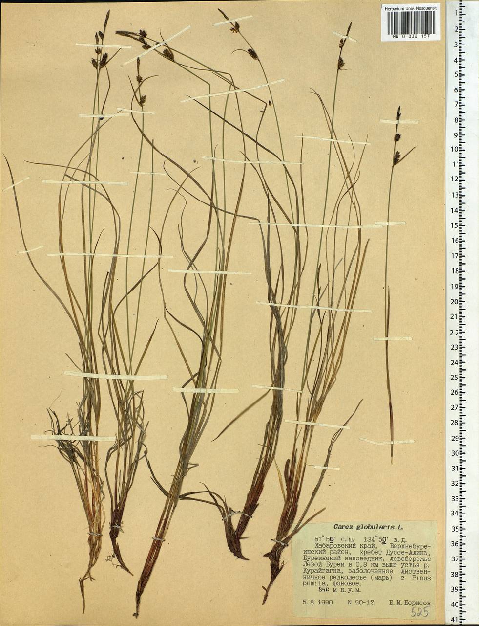 Carex globularis L., Siberia, Russian Far East (S6) (Russia)