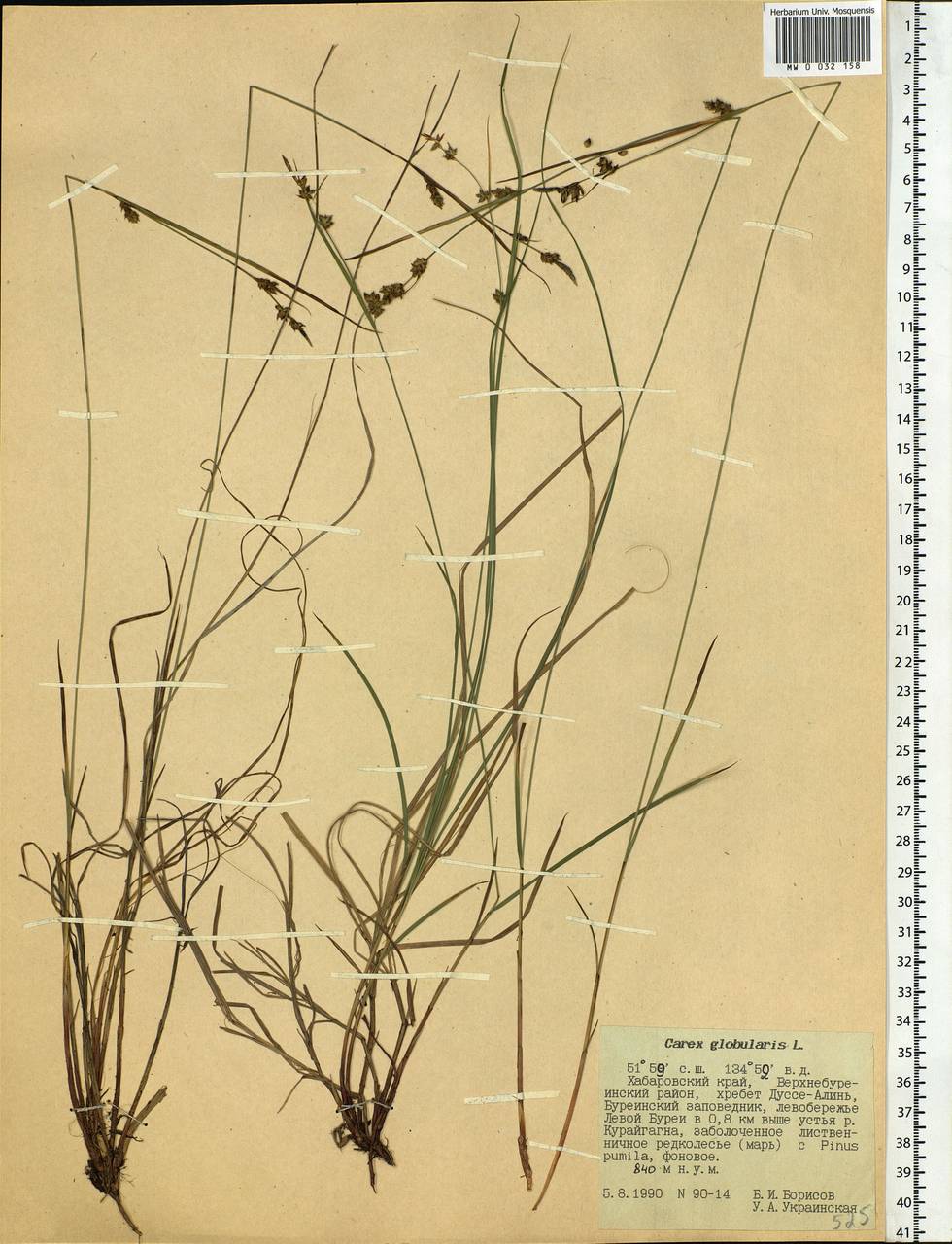 Carex globularis L., Siberia, Russian Far East (S6) (Russia)