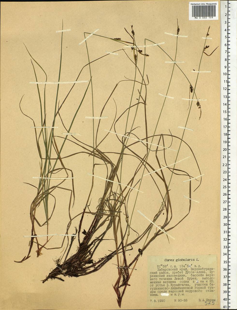 Carex globularis L., Siberia, Russian Far East (S6) (Russia)