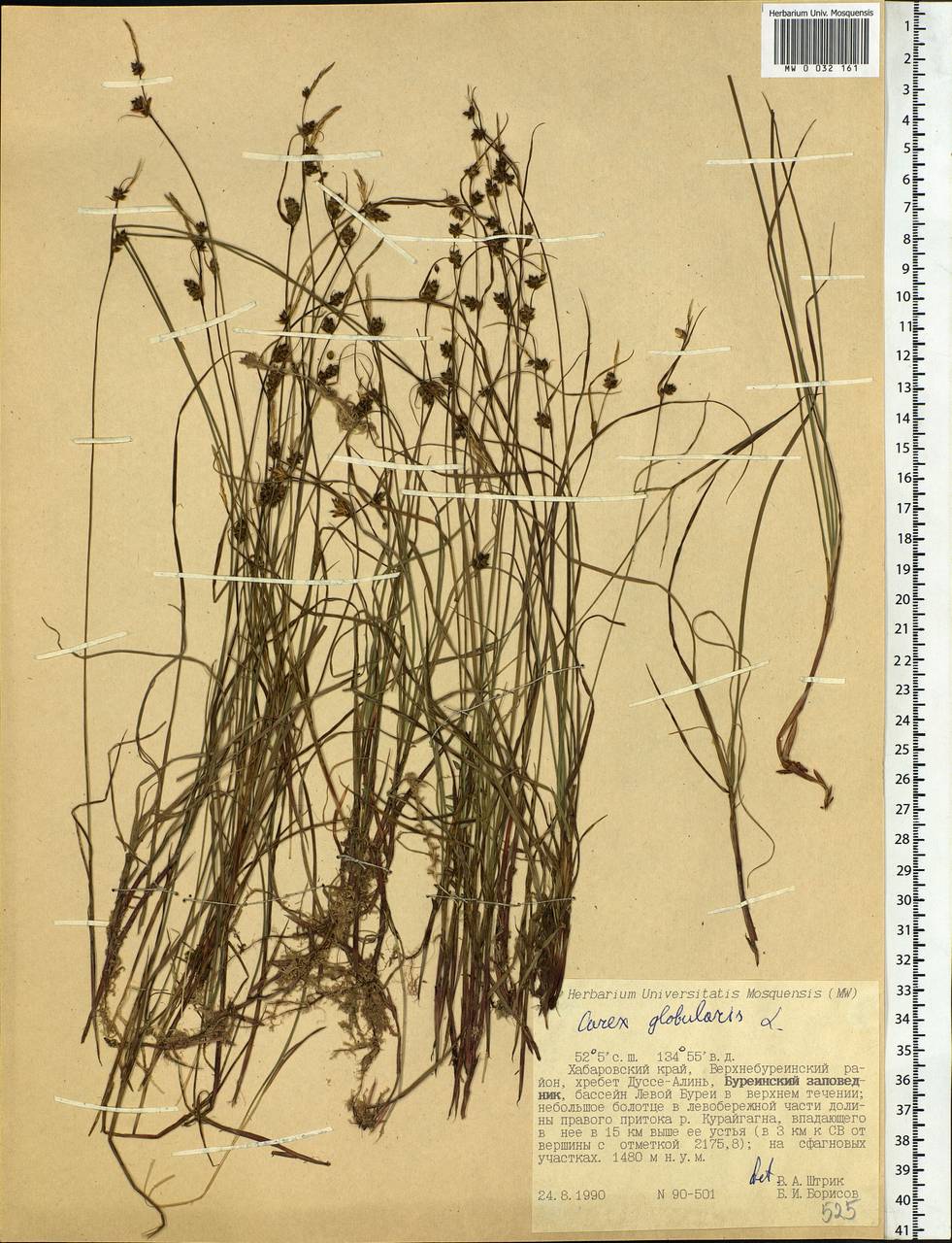 Carex globularis L., Siberia, Russian Far East (S6) (Russia)