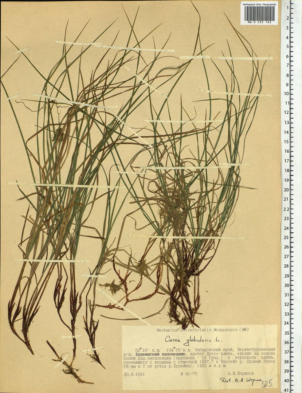 Carex globularis L., Siberia, Russian Far East (S6) (Russia)