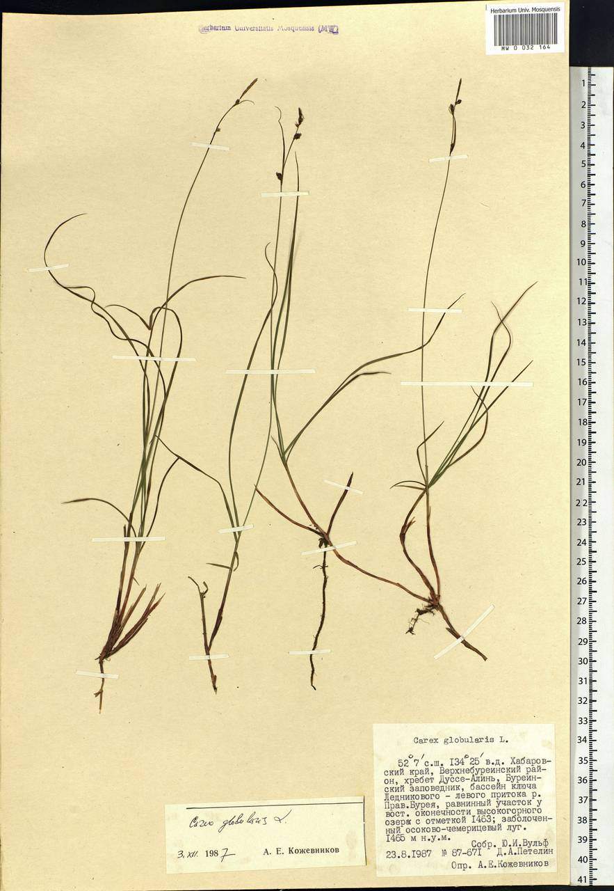 Carex globularis L., Siberia, Russian Far East (S6) (Russia)