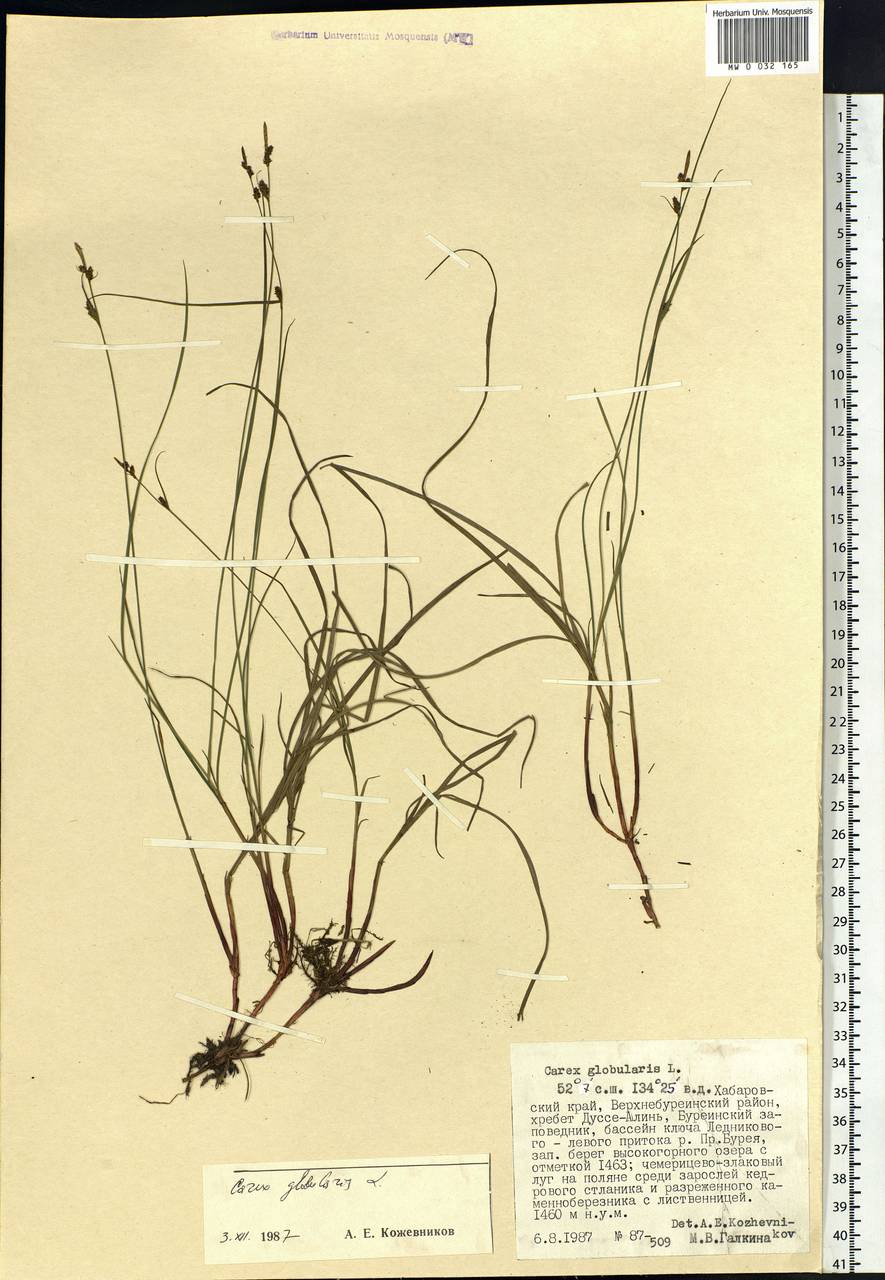 Carex globularis L., Siberia, Russian Far East (S6) (Russia)