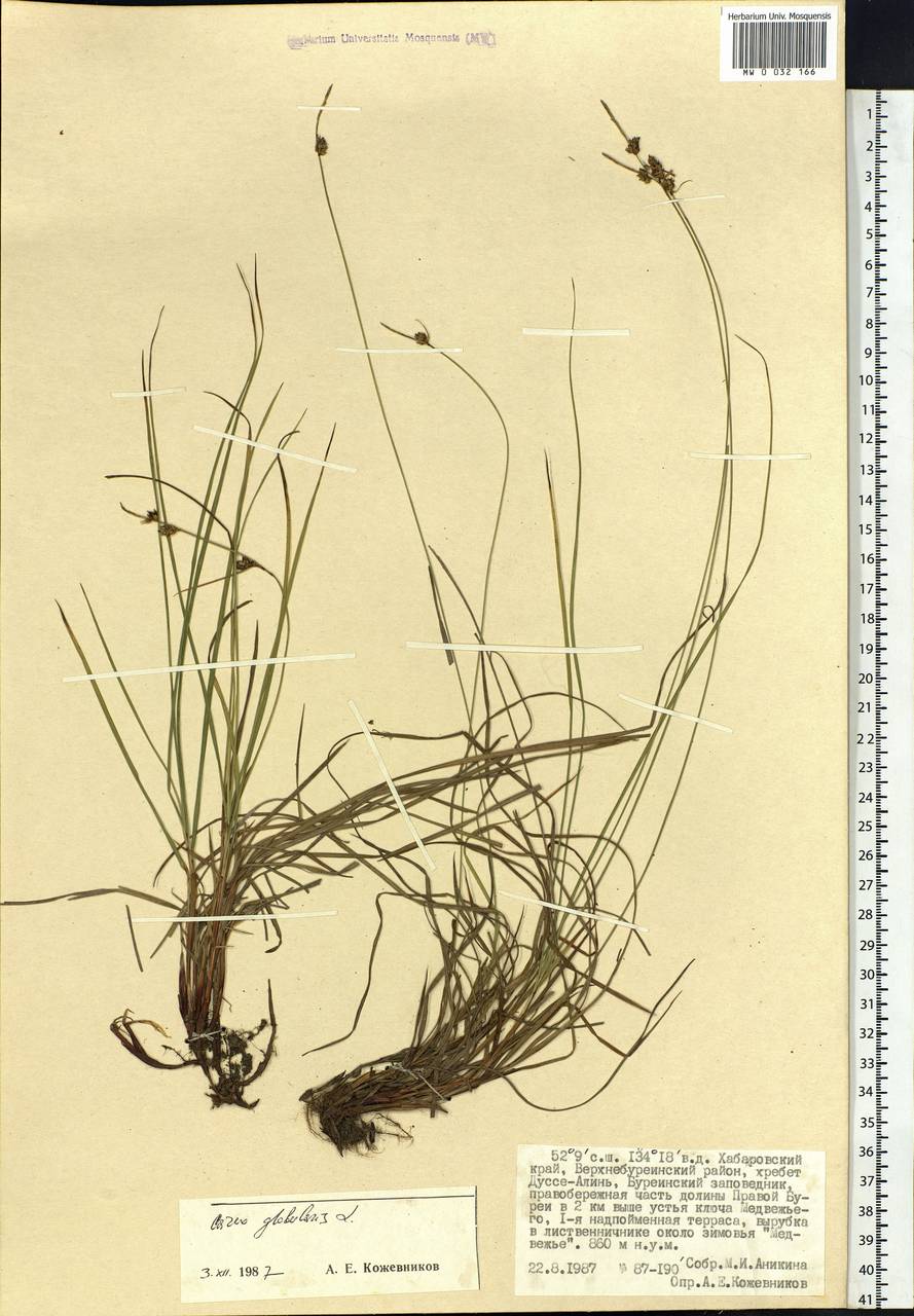 Carex globularis L., Siberia, Russian Far East (S6) (Russia)