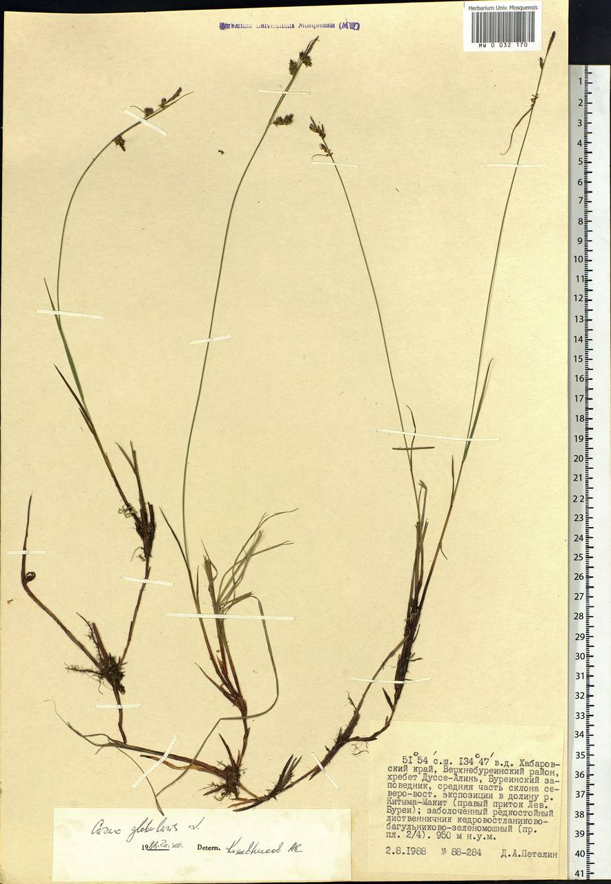 Carex globularis L., Siberia, Russian Far East (S6) (Russia)