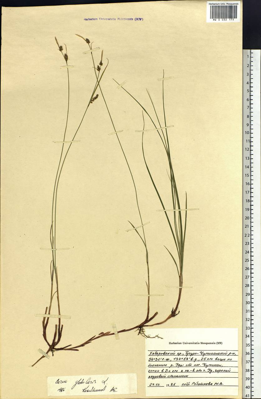 Carex globularis L., Siberia, Russian Far East (S6) (Russia)