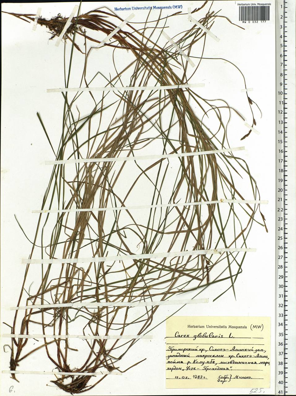 Carex globularis L., Siberia, Russian Far East (S6) (Russia)