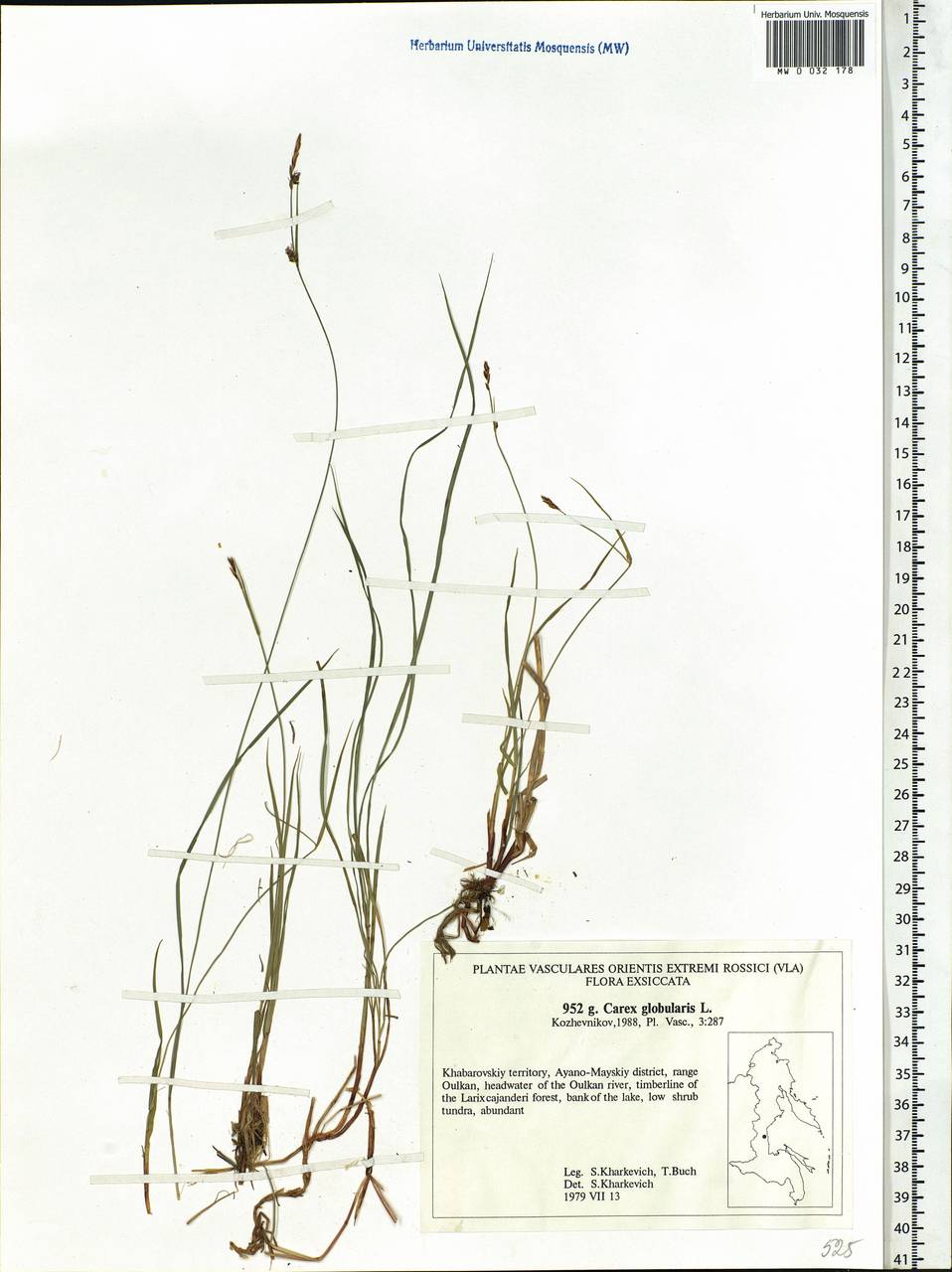 Carex globularis L., Siberia, Russian Far East (S6) (Russia)