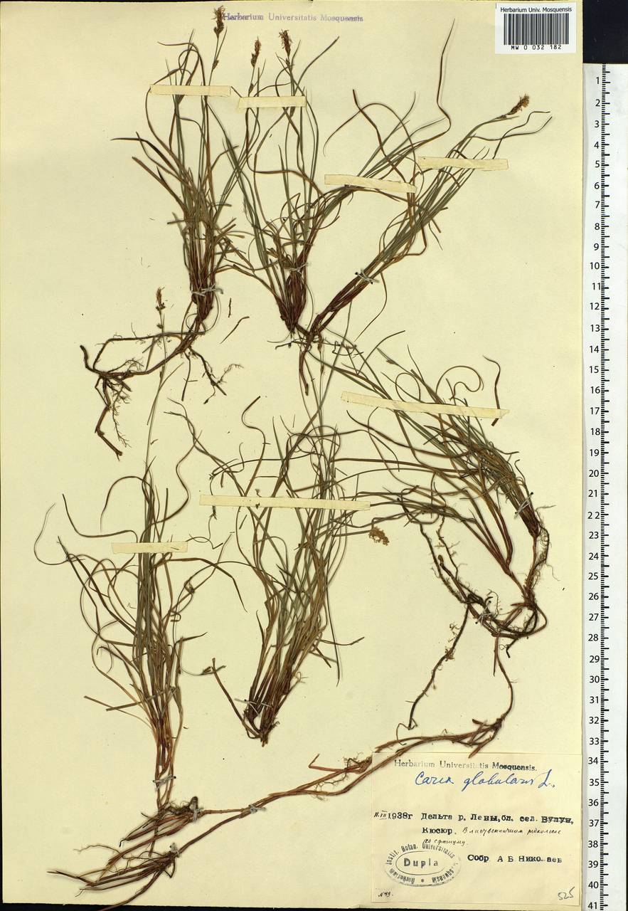 Carex globularis L., Siberia, Yakutia (S5) (Russia)