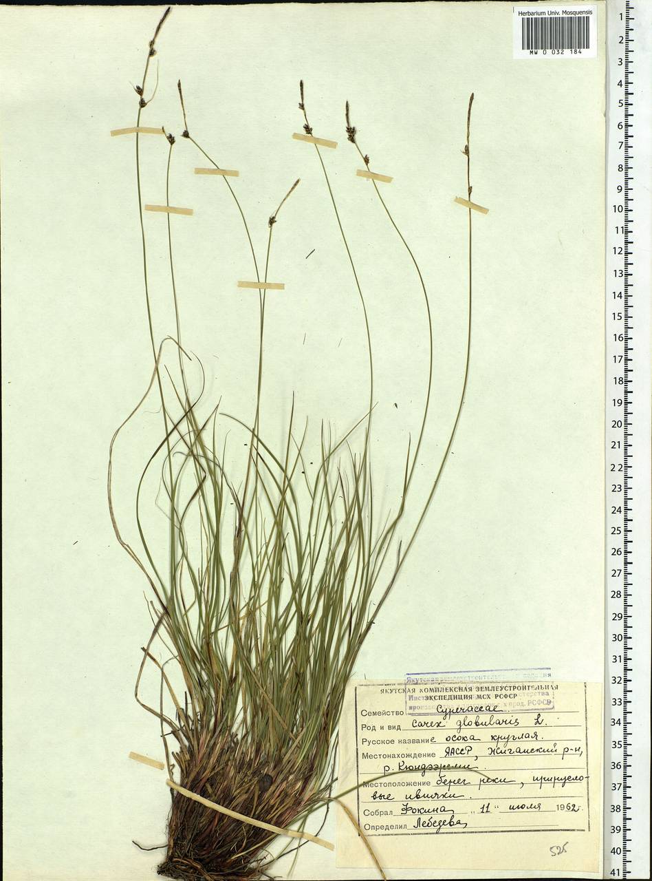 Carex globularis L., Siberia, Yakutia (S5) (Russia)