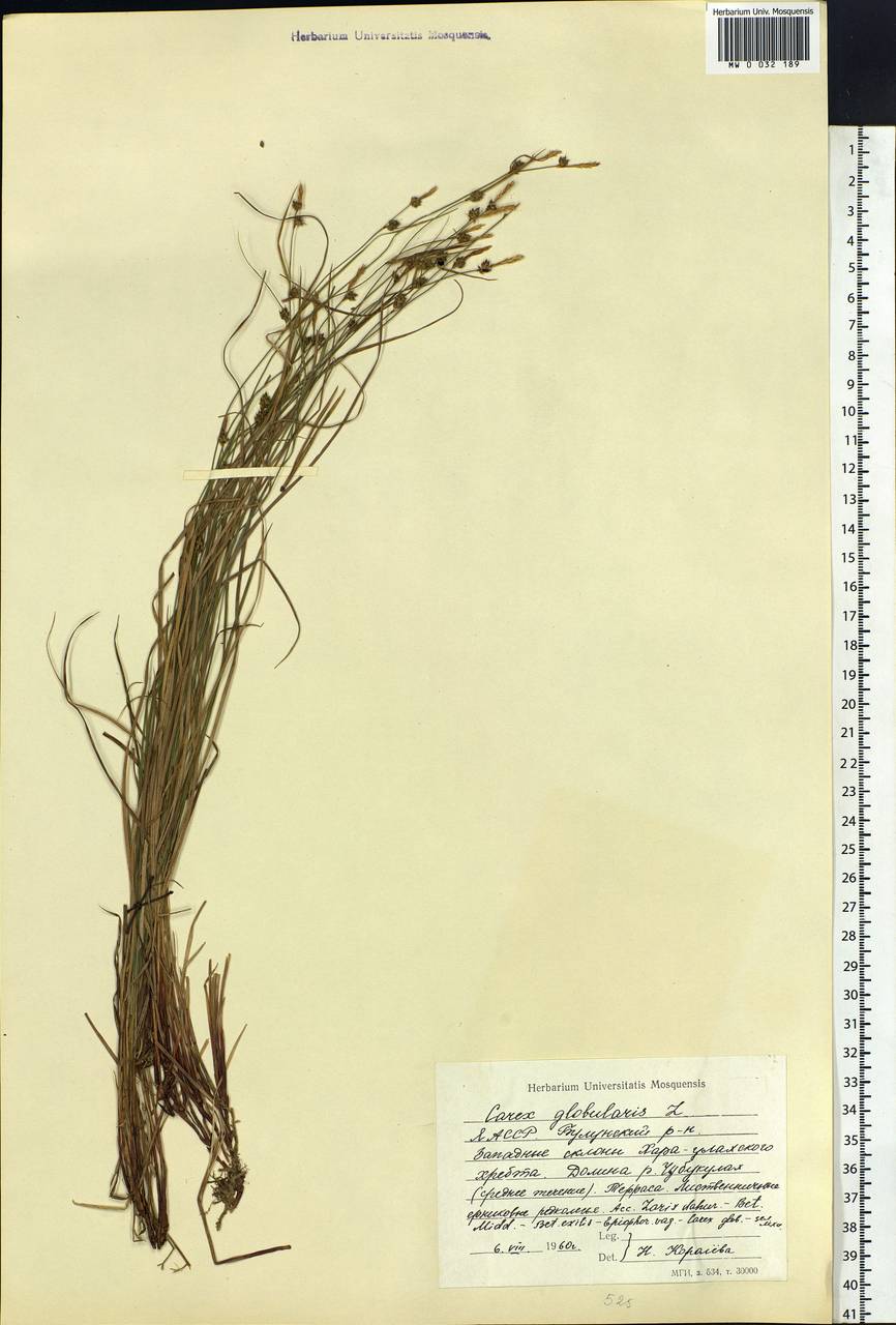 Carex globularis L., Siberia, Yakutia (S5) (Russia)