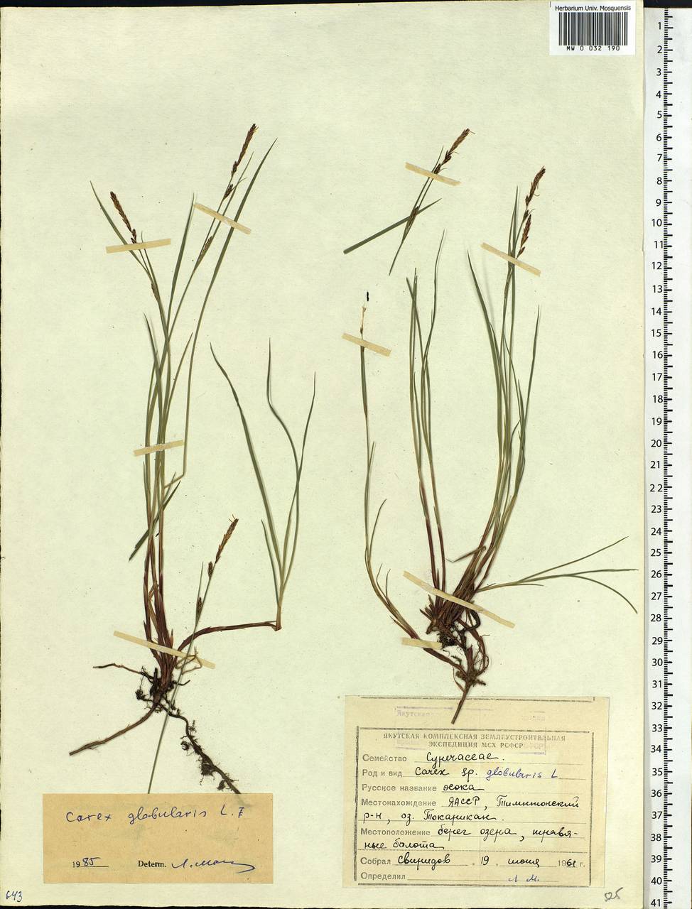 Carex globularis L., Siberia, Yakutia (S5) (Russia)