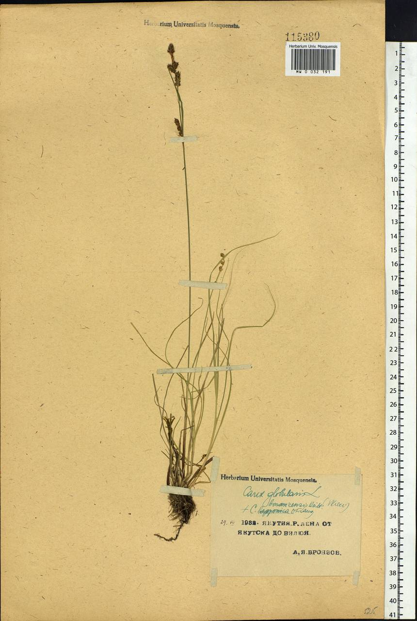 Carex globularis L., Siberia, Yakutia (S5) (Russia)