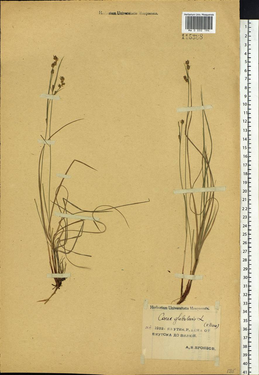 Carex globularis L., Siberia, Yakutia (S5) (Russia)