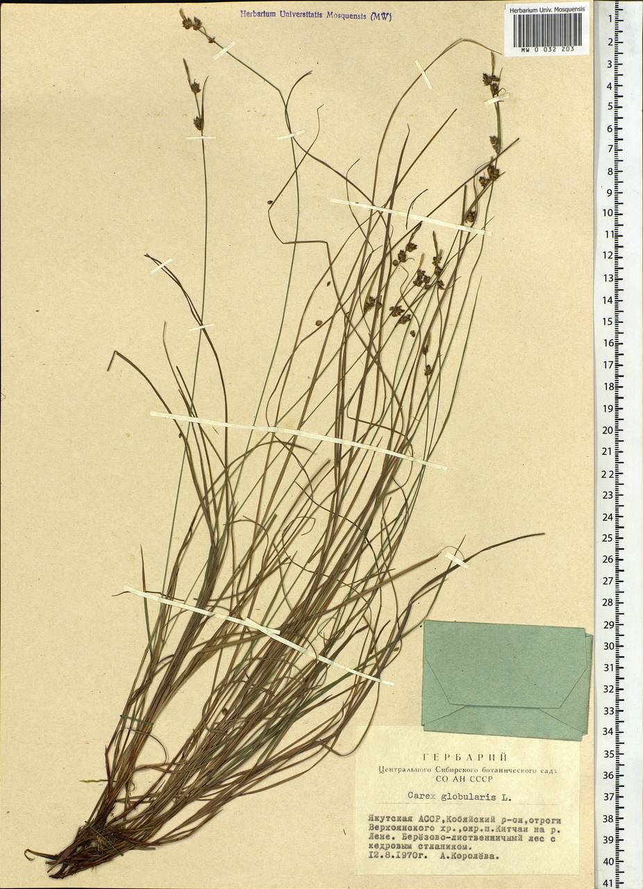 Carex globularis L., Siberia, Yakutia (S5) (Russia)